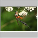 Dolichomitus messor - Schlupfwespe w02i 30mm - OS-Hellern Wiese det06.jpg